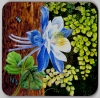 Coaster, Columbine and Ferns 