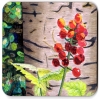Coaster, Woodland Berries 
